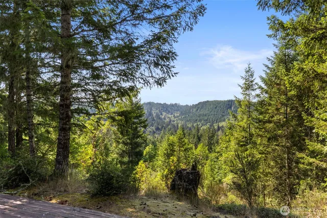 a view of a forest with a tree in the background