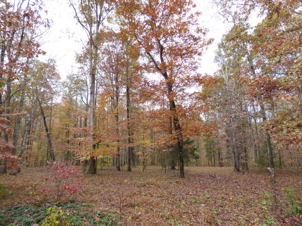 297 Legrande Road Dillwyn, VA 23936 - Photo 53 of 65 Gallery Image 53
