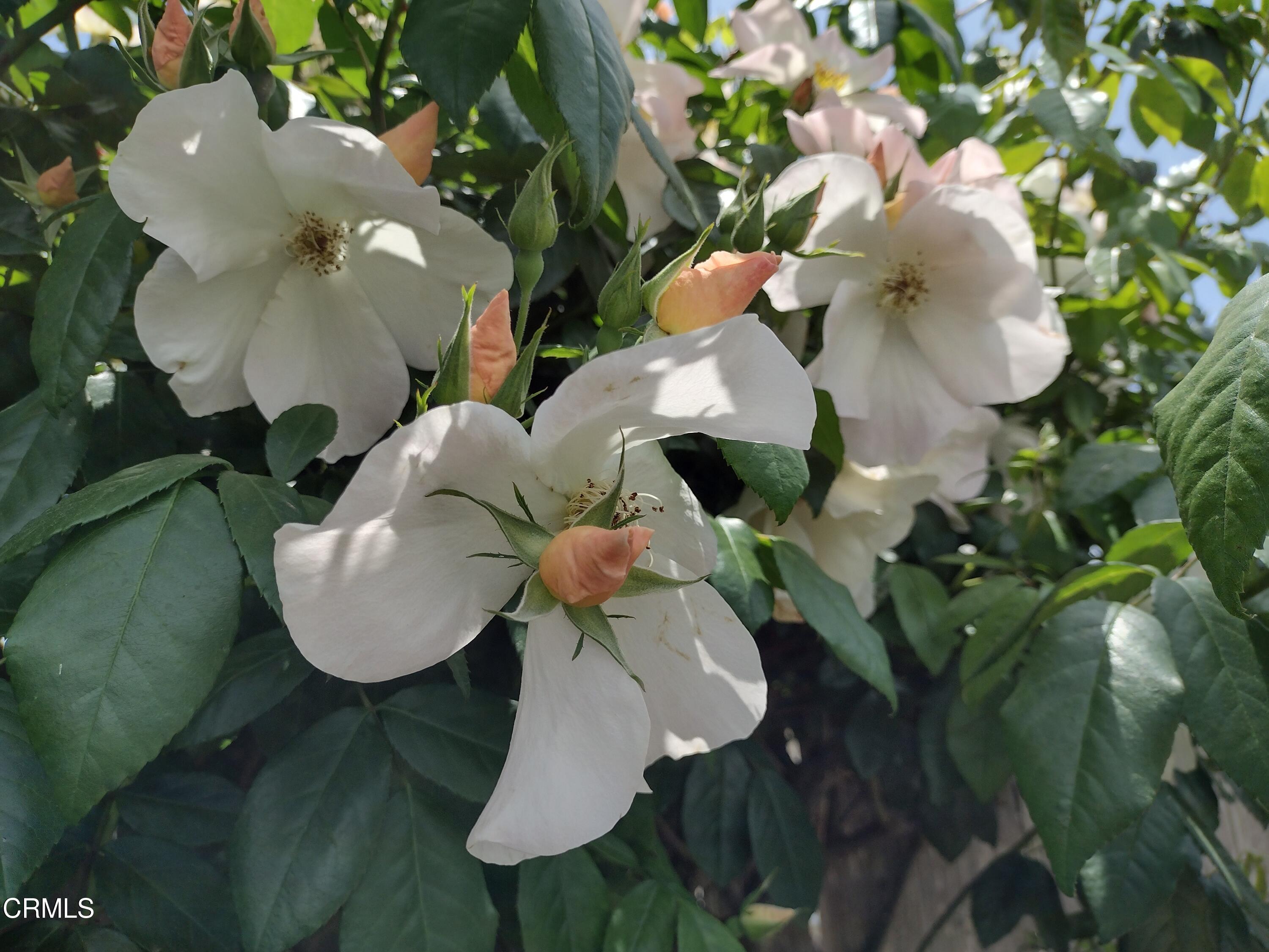 5928 Palomar Circle Camarillo, CA 93012 - Photo 27 of 33 a bathroom with a sink mirror and vanity