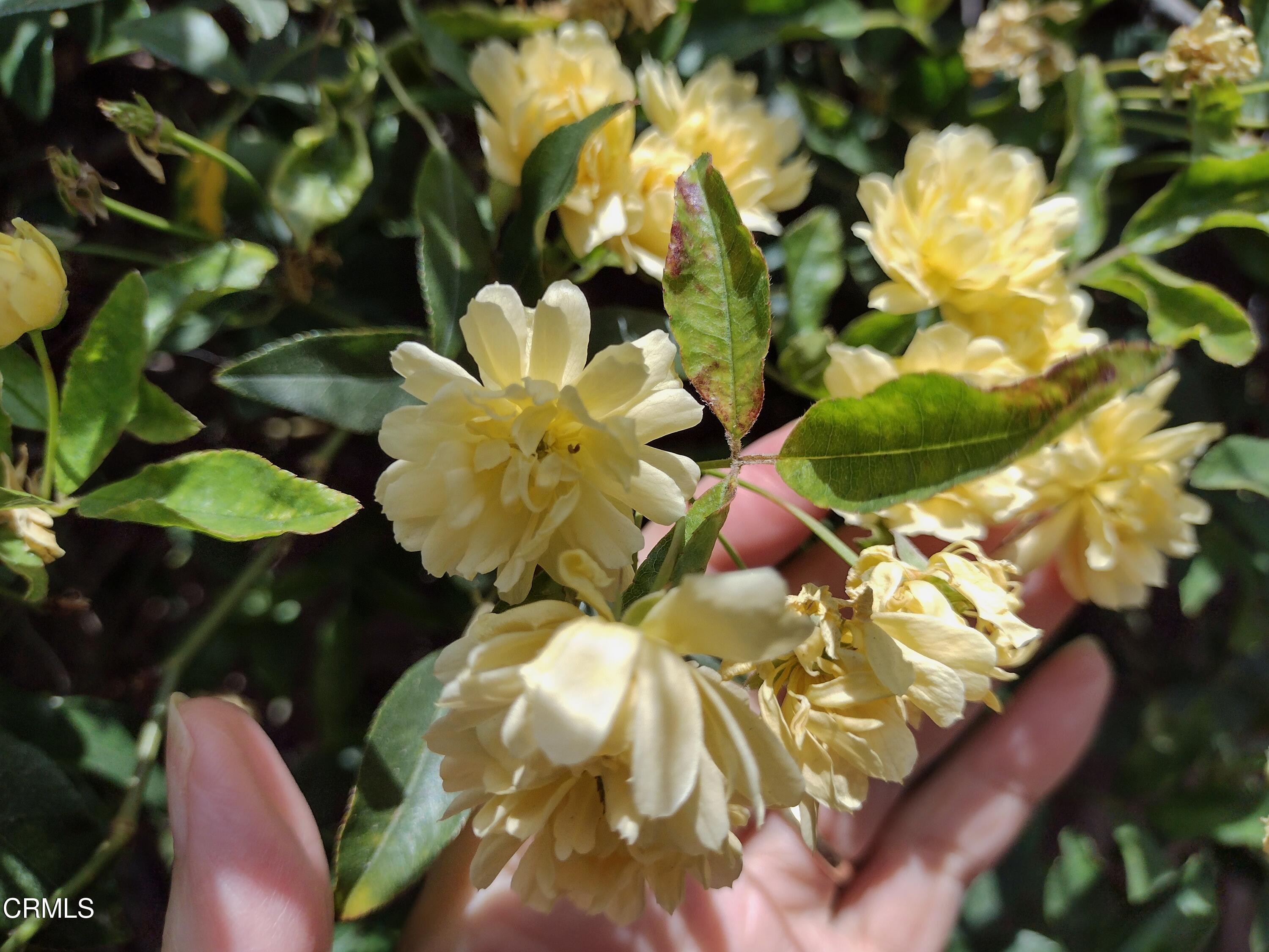 5928 Palomar Circle Camarillo, CA 93012 - Photo 28 of 33 a close up of a flower in a garden