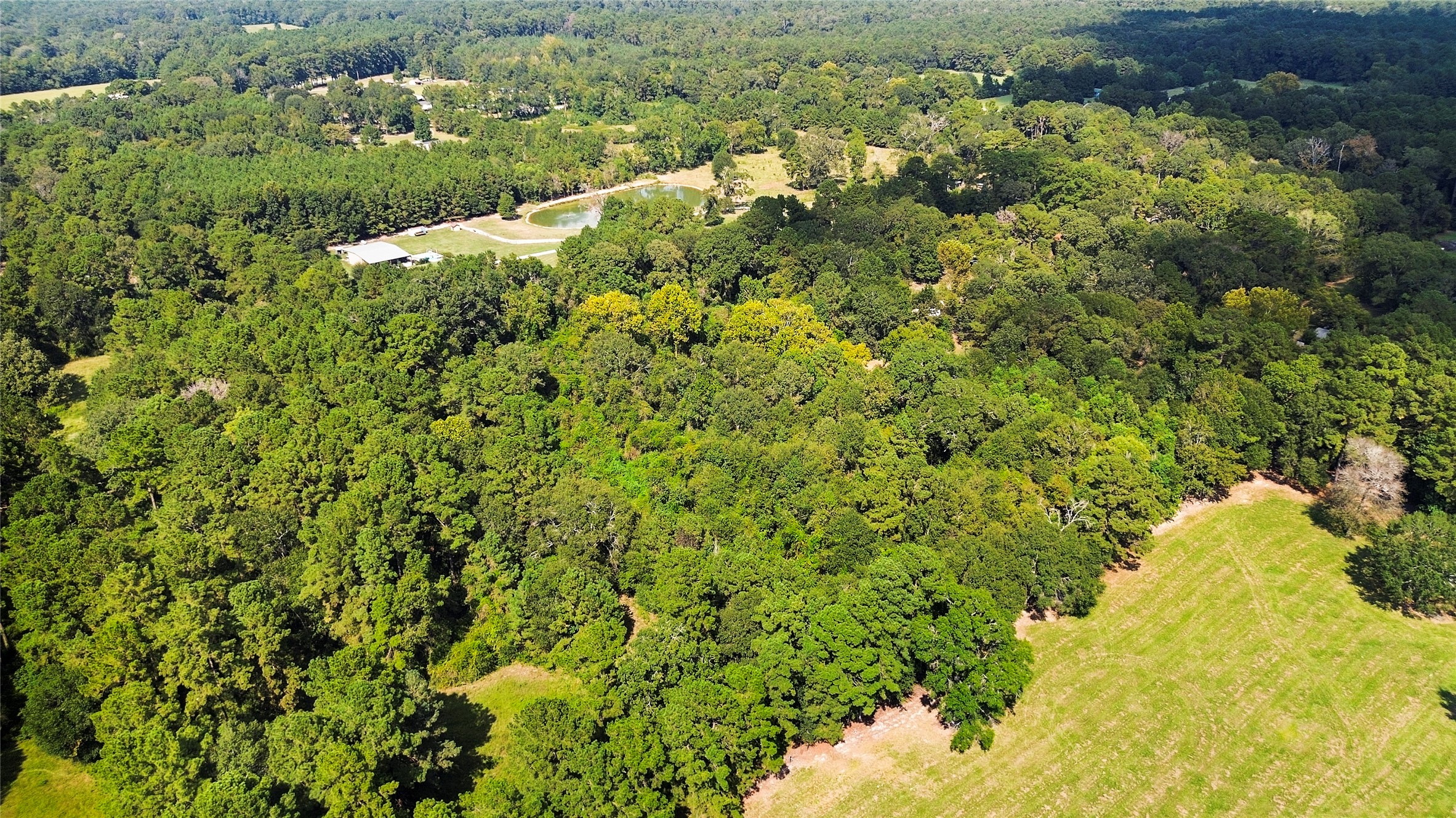 2192 County Road 2192 Cleveland, TX 77327 - Photo 4 of 7 a view of a forest with a house