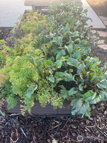 a view of a backyard with plants