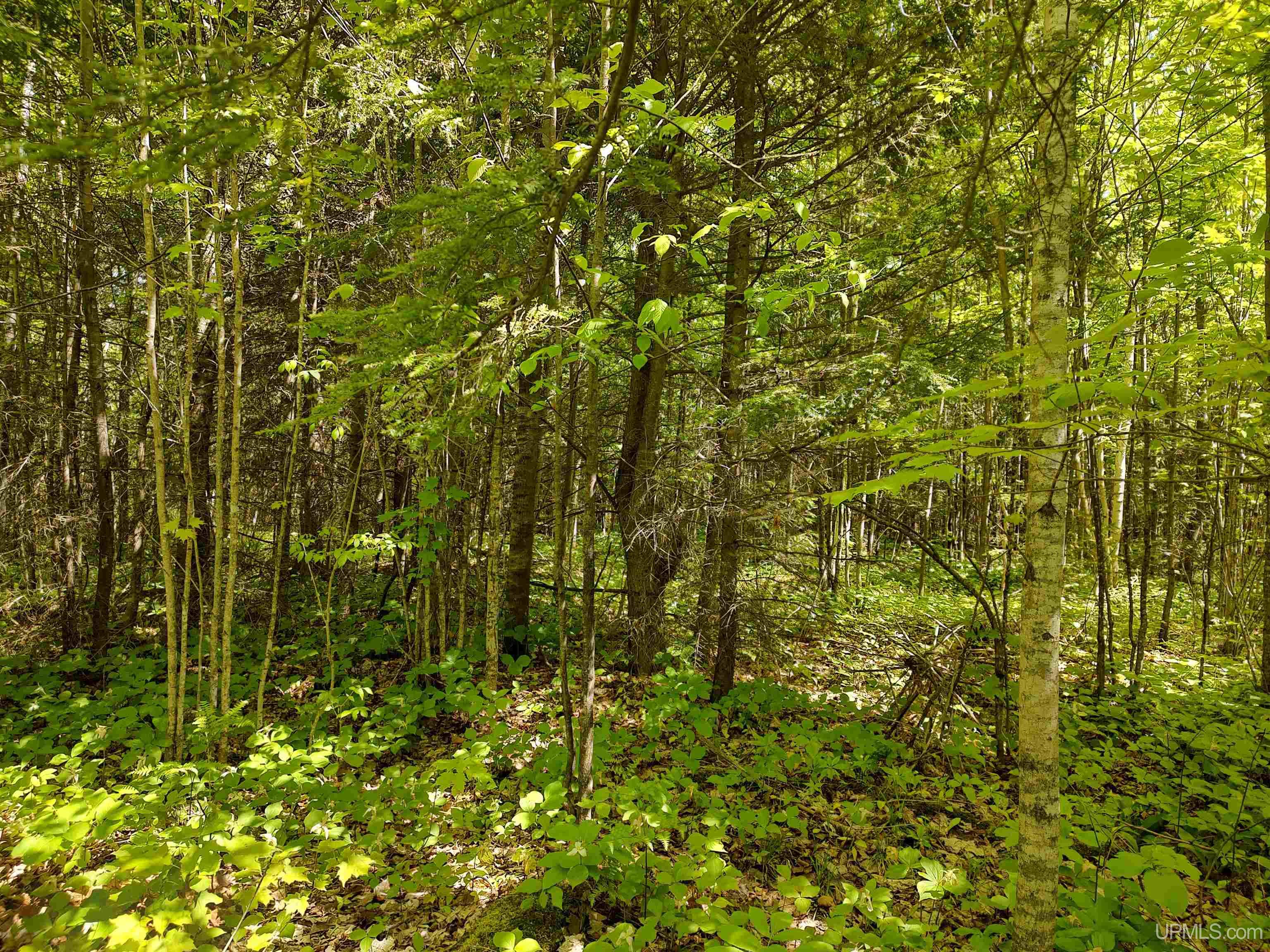 Tbd Rockland Road Ontonagon, MI 49953 - Photo 19 of 26 Gallery Image 19
