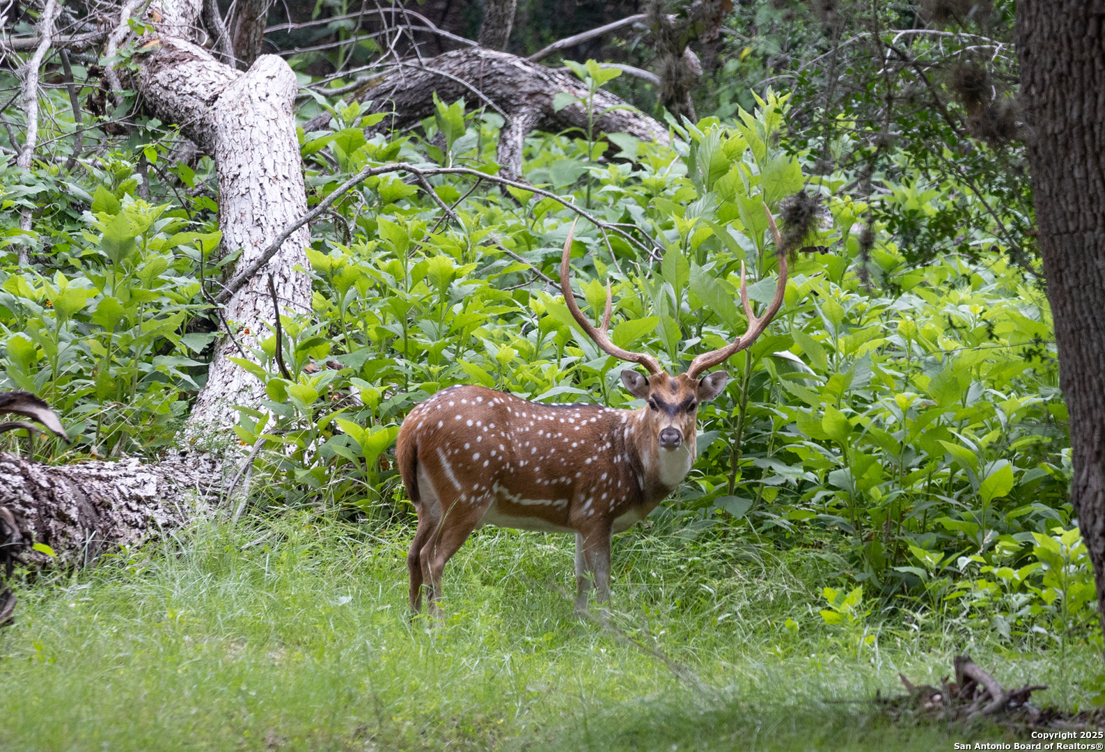 8 Camino Del Rancho Concan, TX 78838 - Photo 15 of 17 a backyard of a house with a yard and outdoor seating