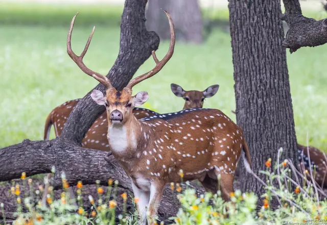 a vase of flowers sitting on a table
