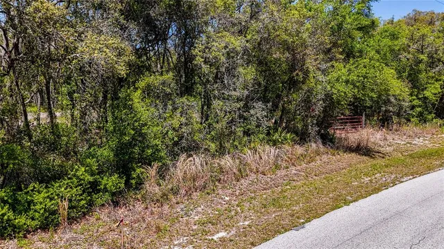 a view of a yard with plants and trees