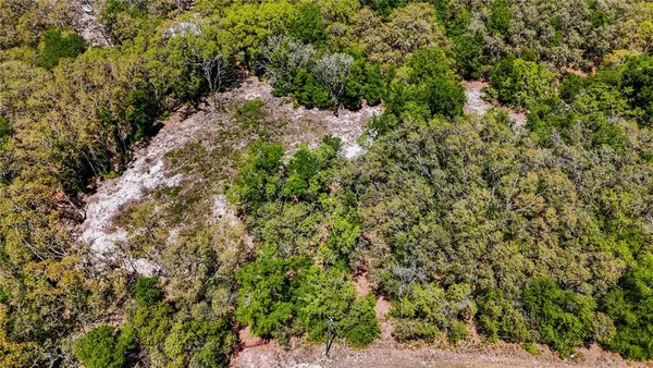 a view of a yard with plants and large trees