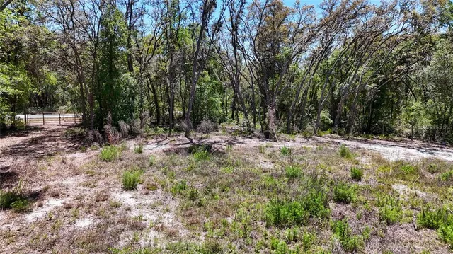 a view of a forest with trees in the background