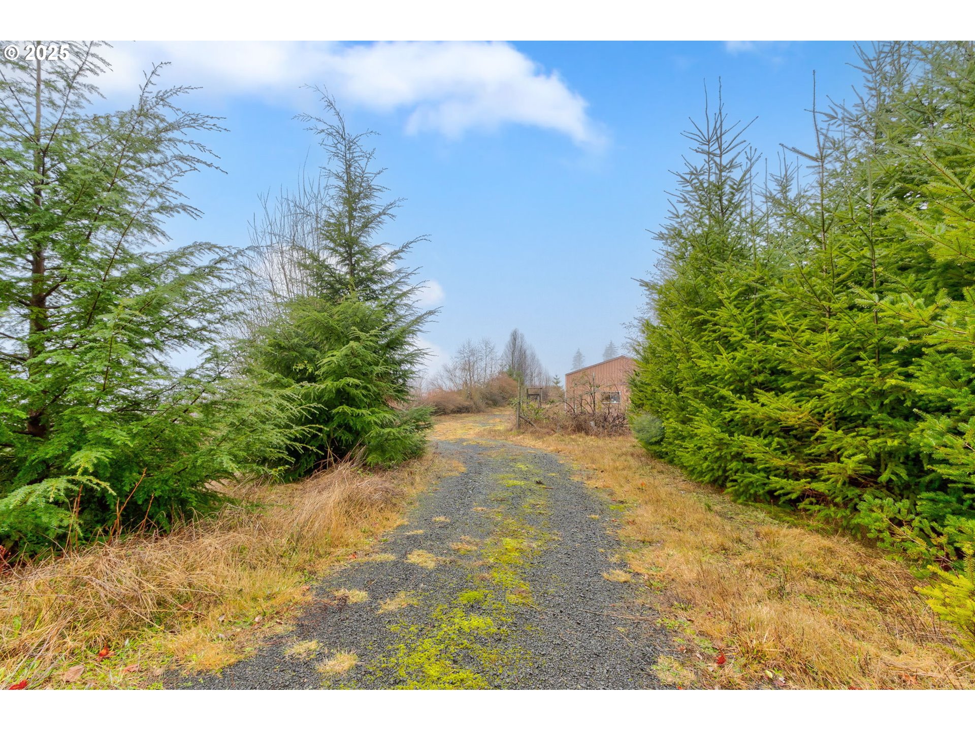 43907 Northeast Columbia Tie Road Amboy, WA 98601 - Photo 27 of 42 a view of a yard with an trees