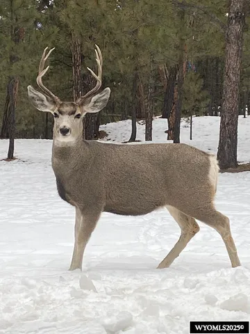 $579,000 | 46 B Two Pipe Trail, Sundance, WY 82729