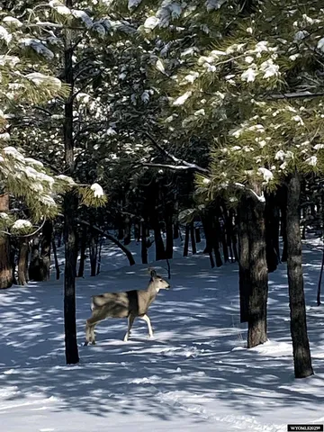 $579,000 | 46 B Two Pipe Trail, Sundance, WY 82729