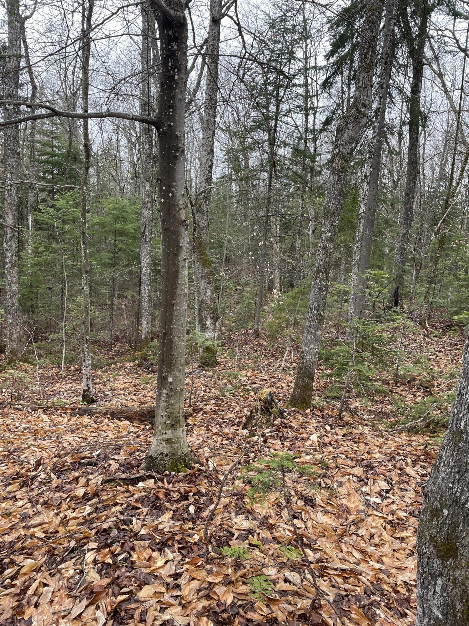 9 Heald Pond Road Moose River, ME 04945 - Photo 3 of 4 IMG_1733