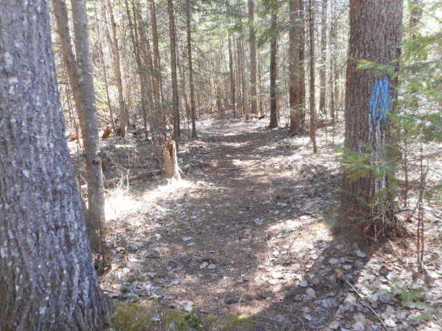 397 Transalpine Road Lincoln, ME 04457 - Photo 24 of 26 20200515023304907035000000-o