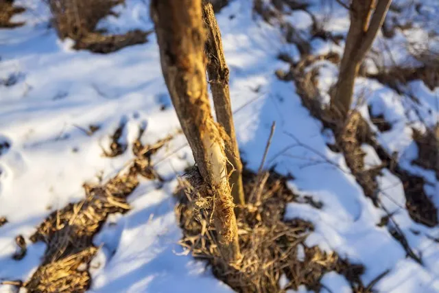 $1,150,000 | 13350 Dowling Lane, Platte City, MO 64079