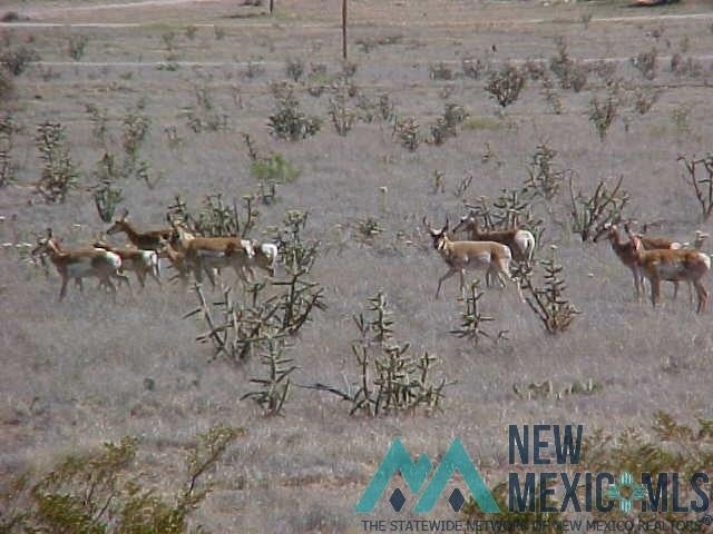 Blanco Rosa Roswell, NM 88203 - Photo 11 of 12 Gallery Image 11