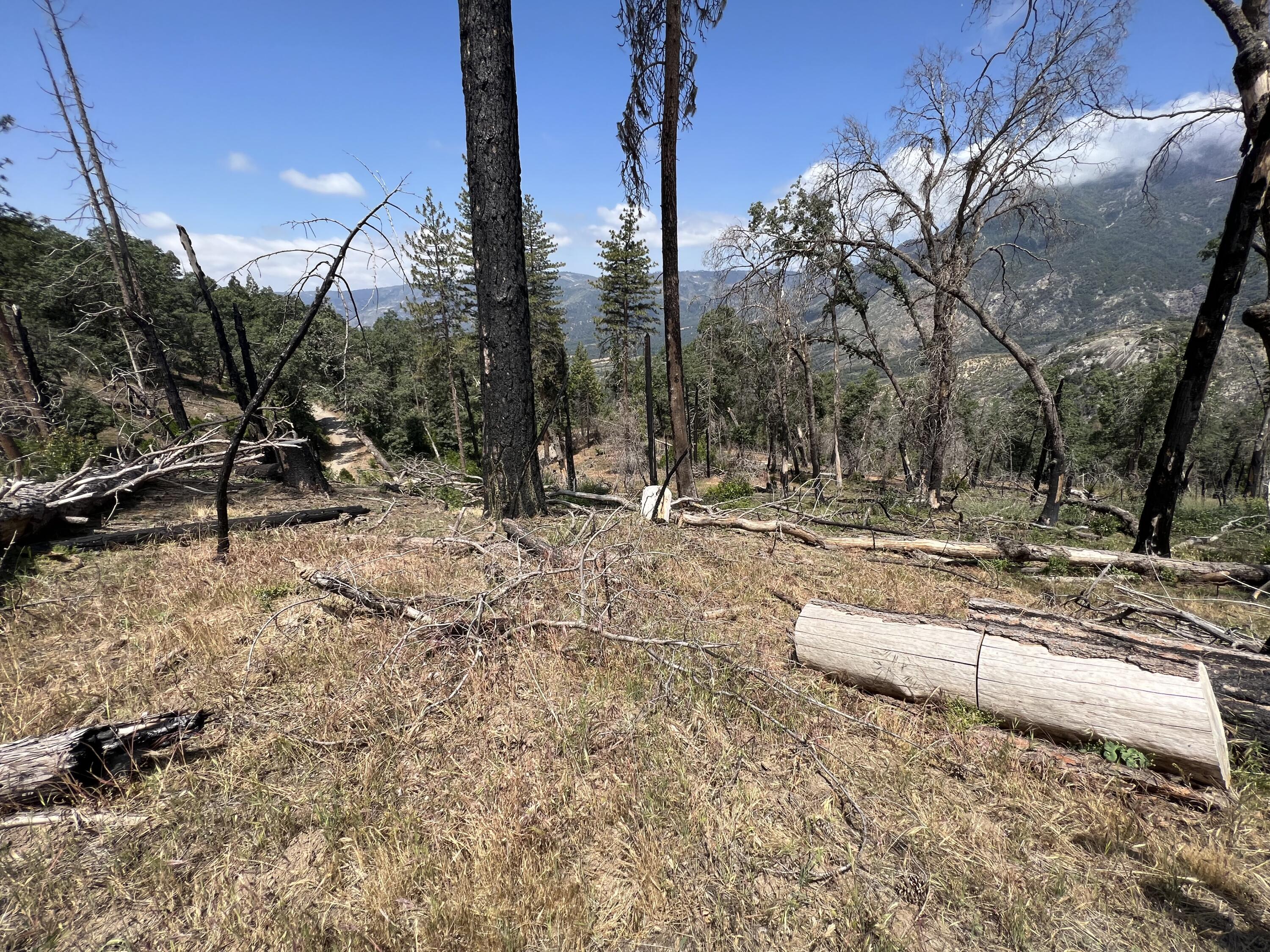 0 Balch Park Road Springville, CA 93265 - Photo 13 of 27 a view of a yard with a tree