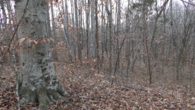 39 Sunset Rdg Lane Hilham, TN 38568 - Photo 31 of 52 Gallery Image 31