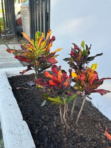 a view of a flower in a yard