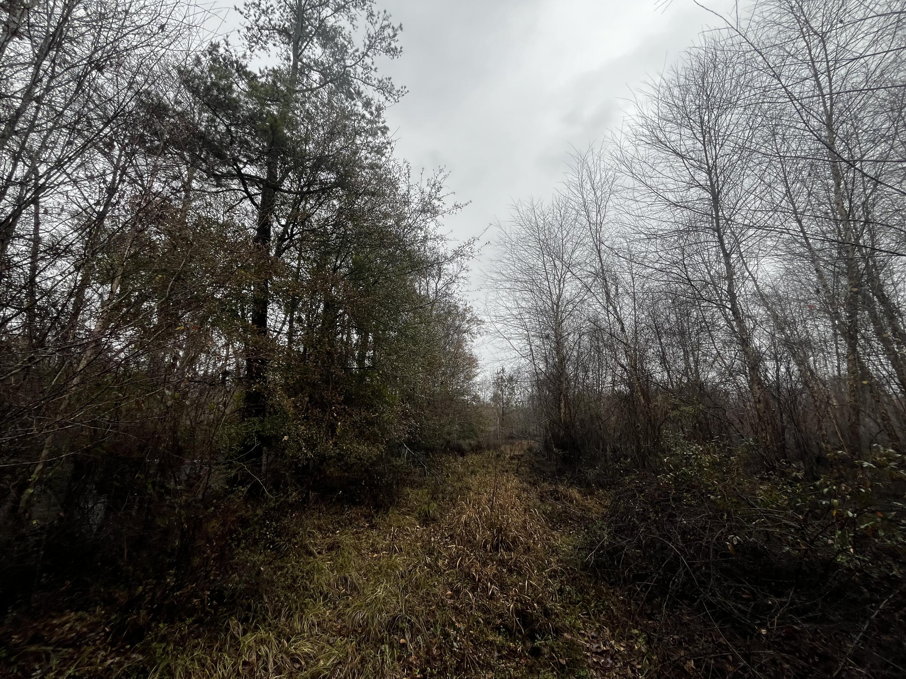 0 Pierce Road Ridgeville, SC 29472 - Photo 20 of 20 IMG_0085