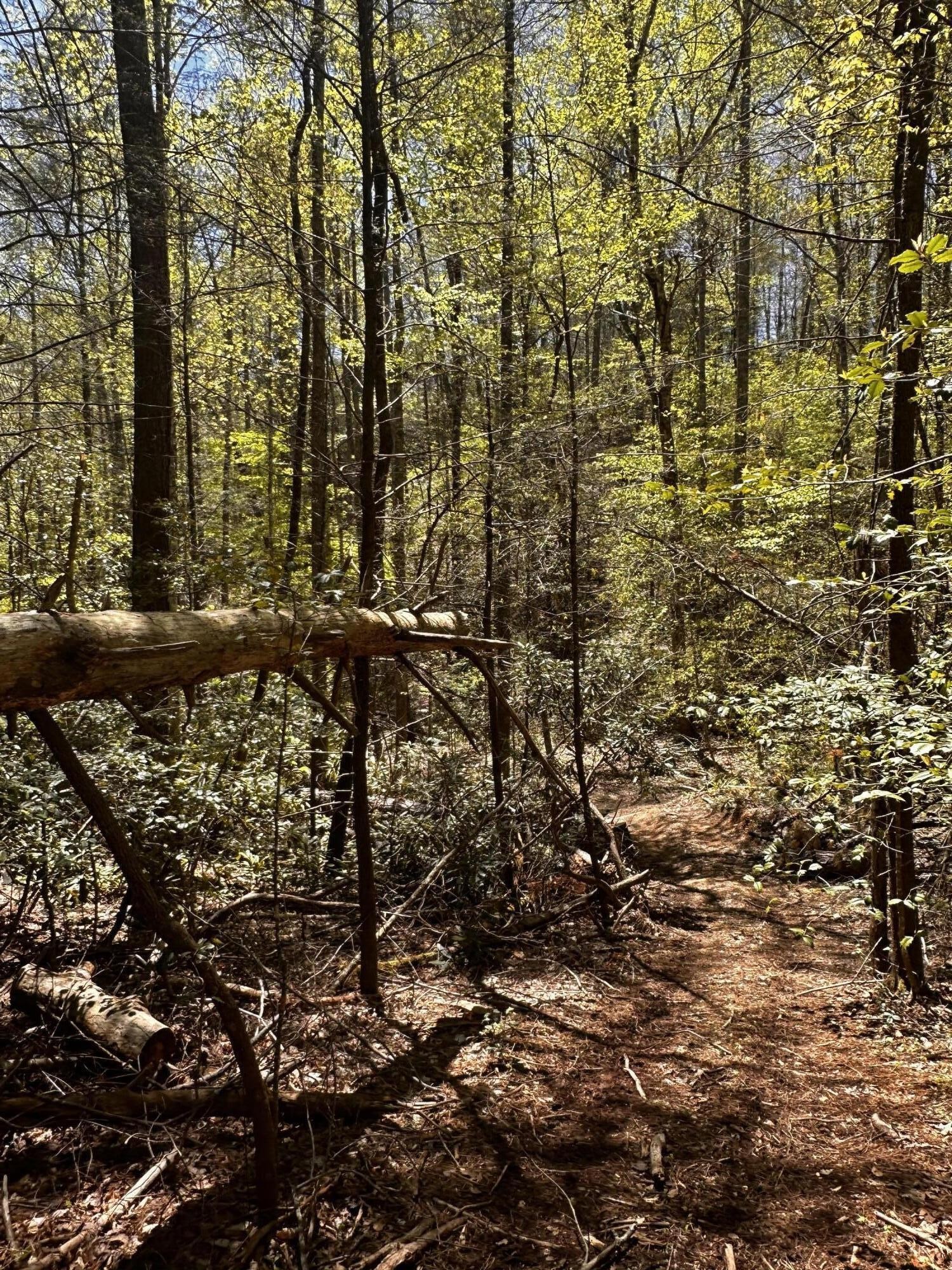 0 Mathis Branch Road Cosby, TN 37722 - Photo 3 of 26 Gallery Image 3