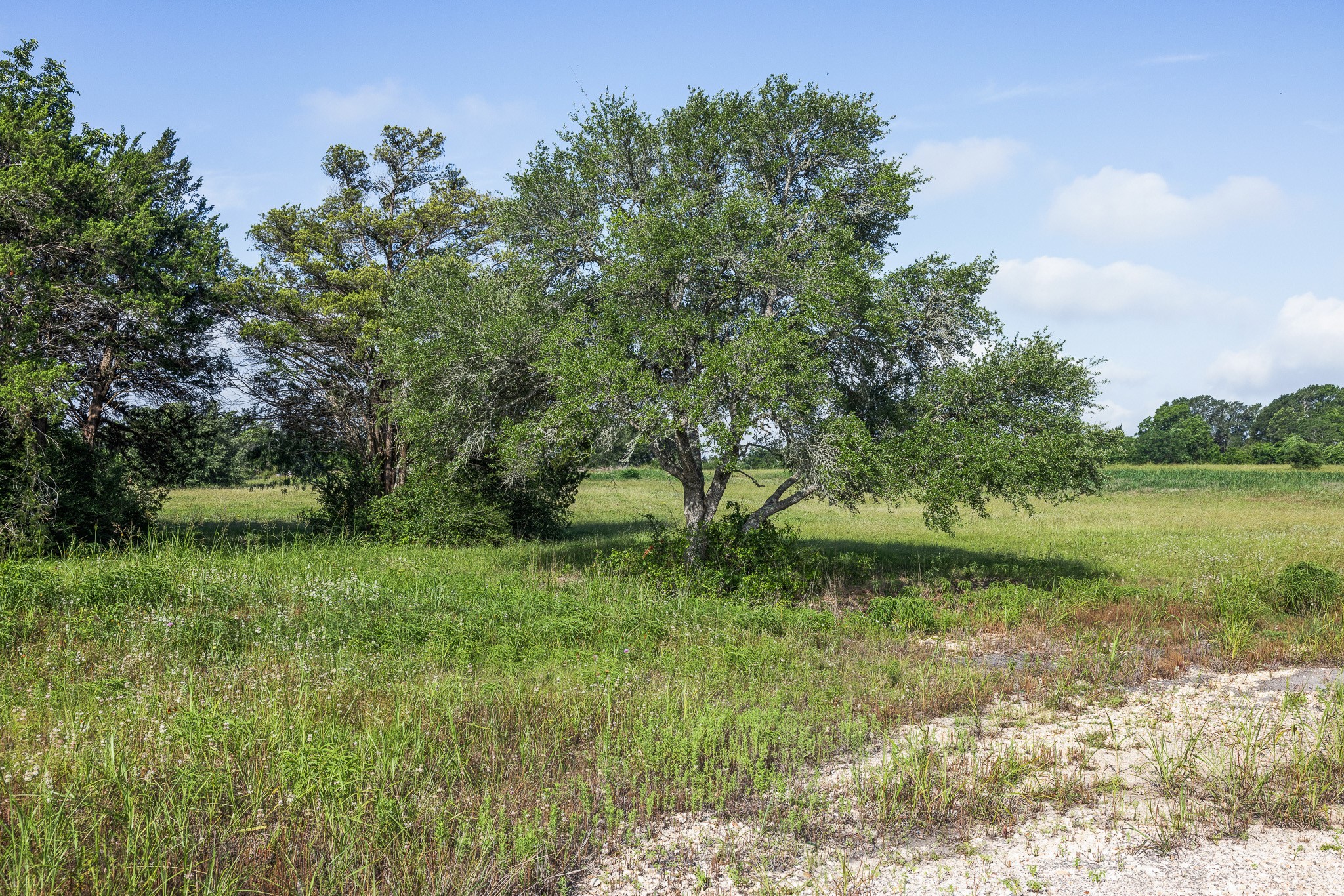 109 Compound Lane Round Top, TX 78954 - Photo 10 of 20 a view of a garden with a lake