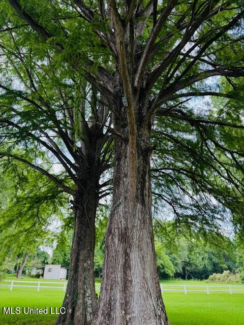 3864 South Siwell Road Jackson, MS 39212 - Photo 4 of 15 Mature Trees