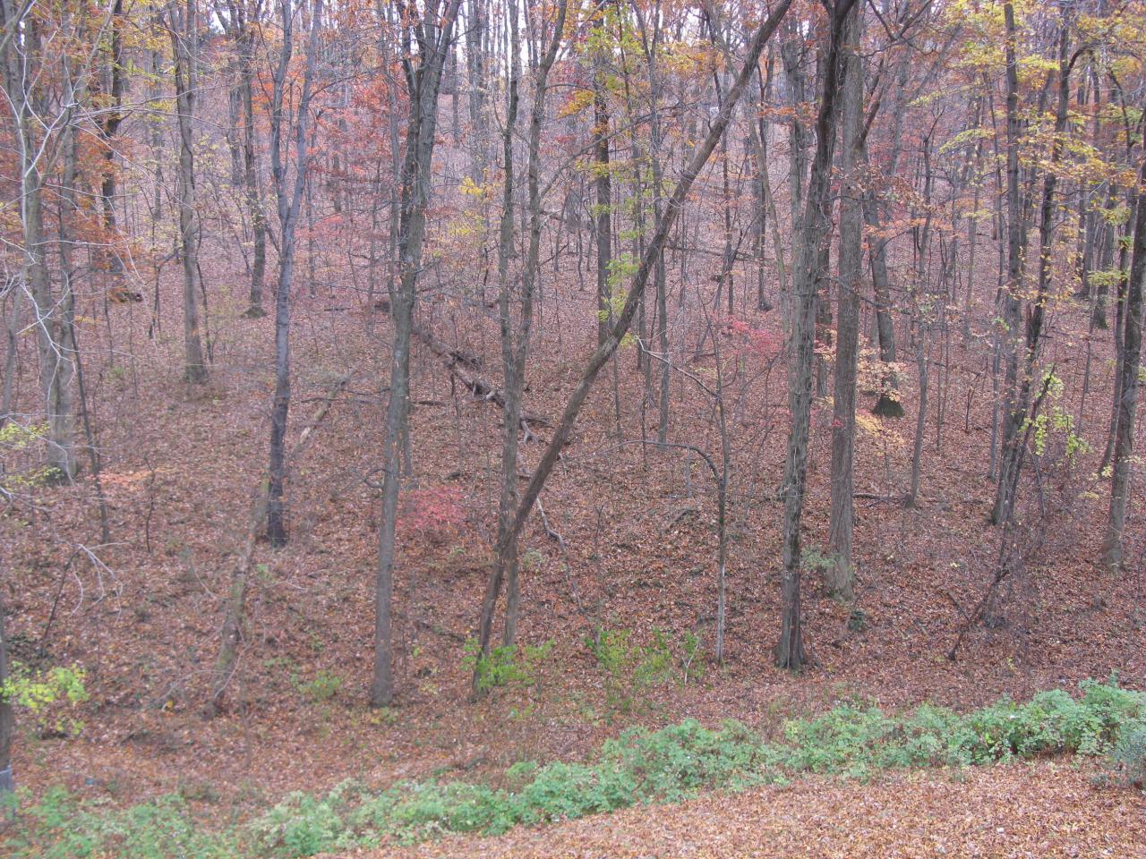 1750 Pomeroy Road Salem, VA 24153 - Photo 4 of 11 woods