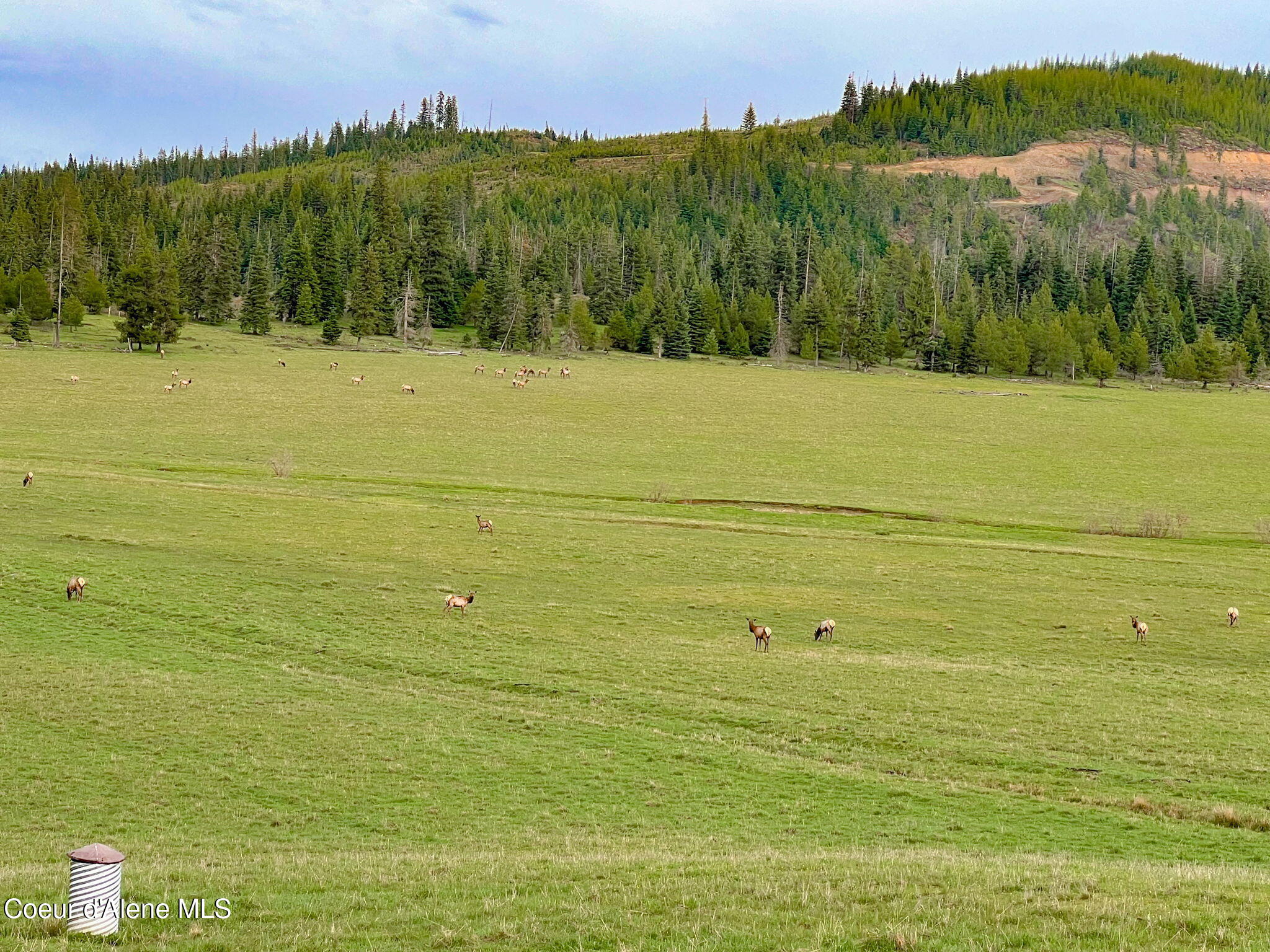 992 Green Valley Road Fernwood, ID 83830 - Photo 22 of 25 37-web-or-mls-Wildlife-2