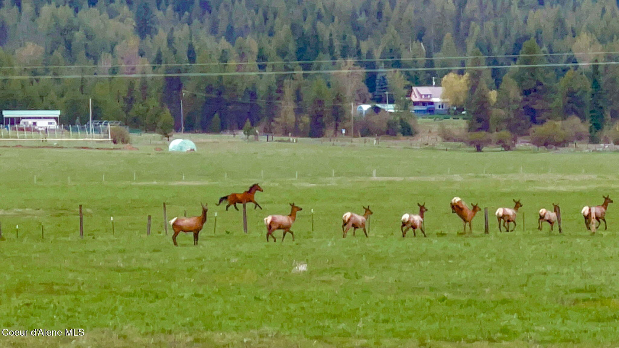992 Green Valley Road Fernwood, ID 83830 - Photo 23 of 25 38-web-or-mls-Wildlife-3