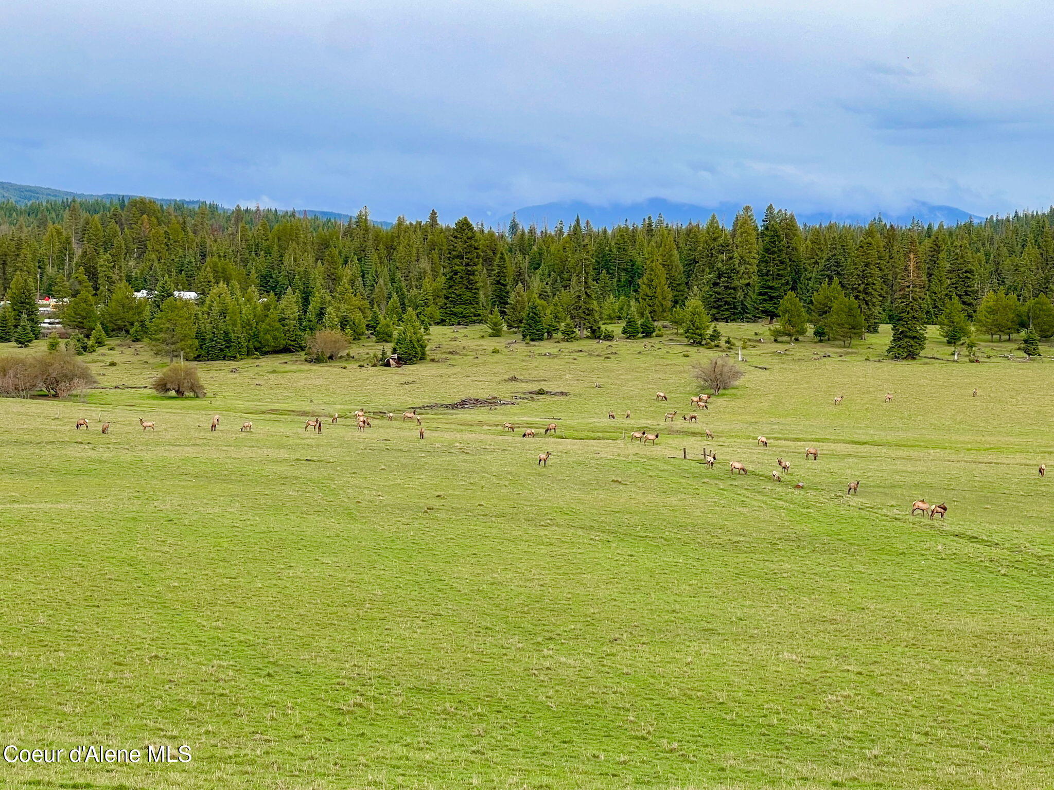 992 Green Valley Road Fernwood, ID 83830 - Photo 24 of 28 36-web-or-mls-Wildlife-1
