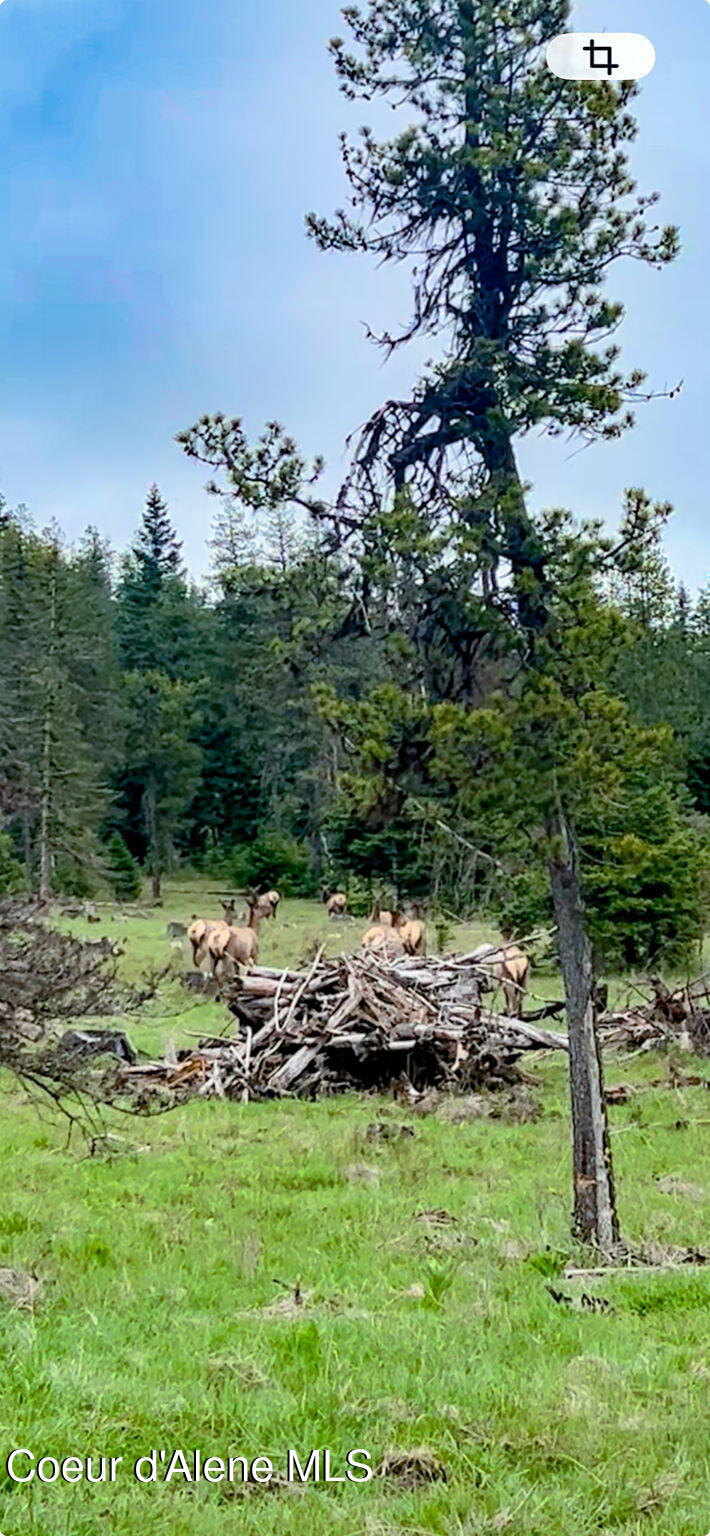 992 Green Valley Road Fernwood, ID 83830 - Photo 24 of 25 39-web-or-mls-Wildlife-4