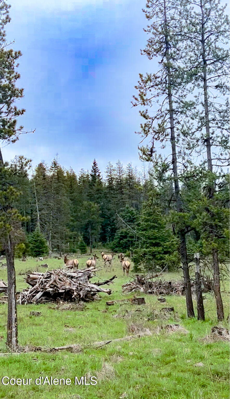 992 Green Valley Road Fernwood, ID 83830 - Photo 25 of 25 40-web-or-mls-Wildlife-5