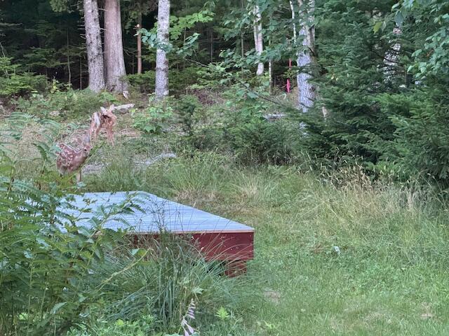 72 Needle's Eye Road Lamoine, ME 04605 - Photo 13 of 17 Backyard