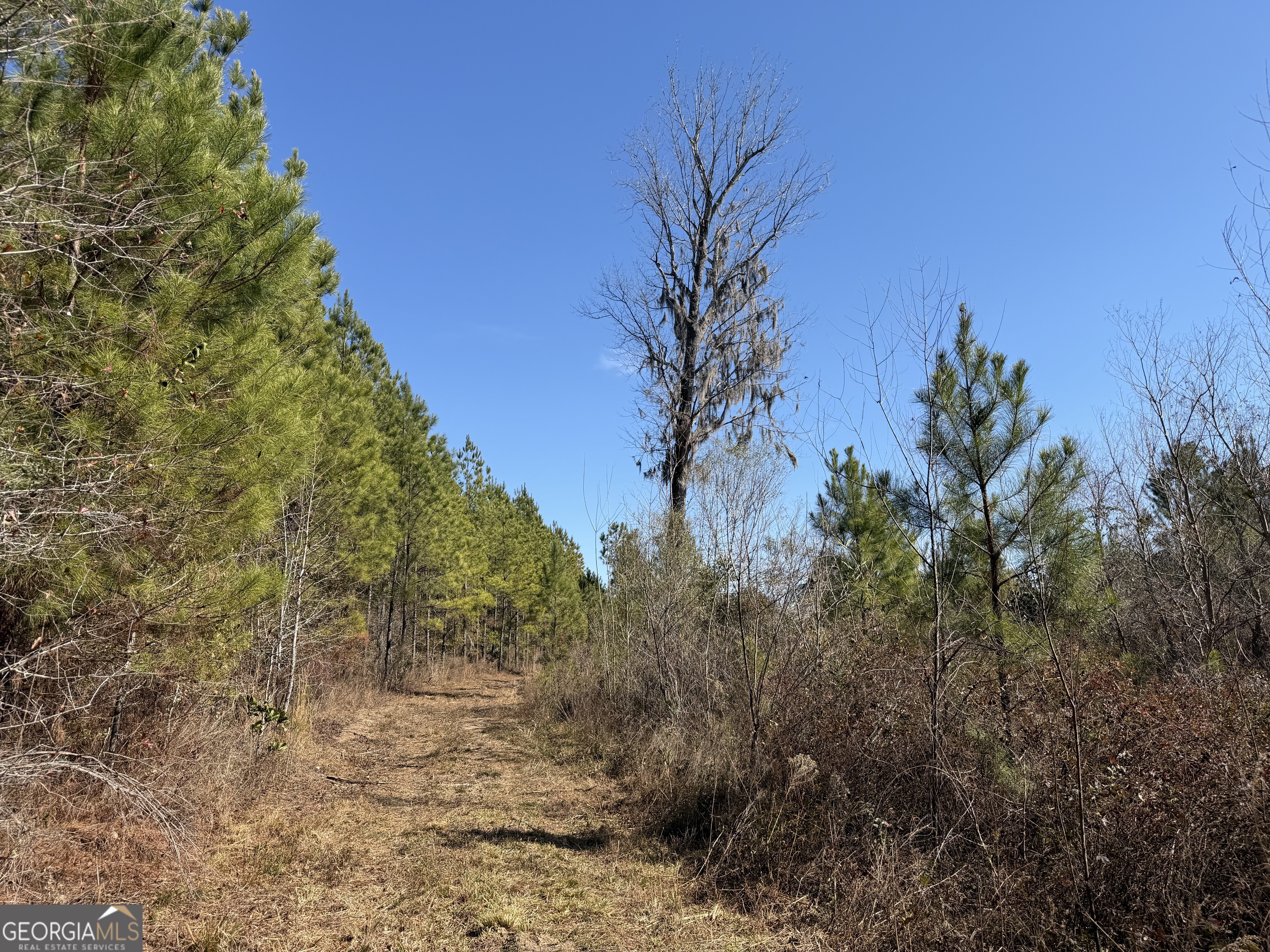 21 Barnes Road Gordon, AL 36343 - Photo 6 of 11