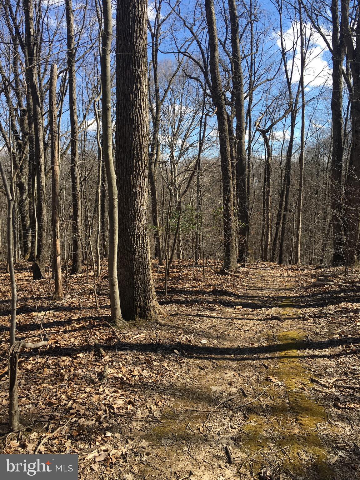 0 Wilt Store Road Leesburg, VA 20176 - Photo 8 of 11 2nd Road view to build site showing level grounds