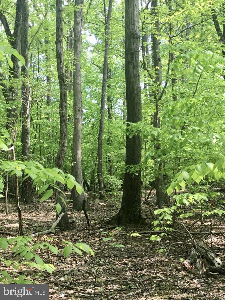 0 Wilt Store Road Leesburg, VA 20176 - Photo 10 of 11 Spring view