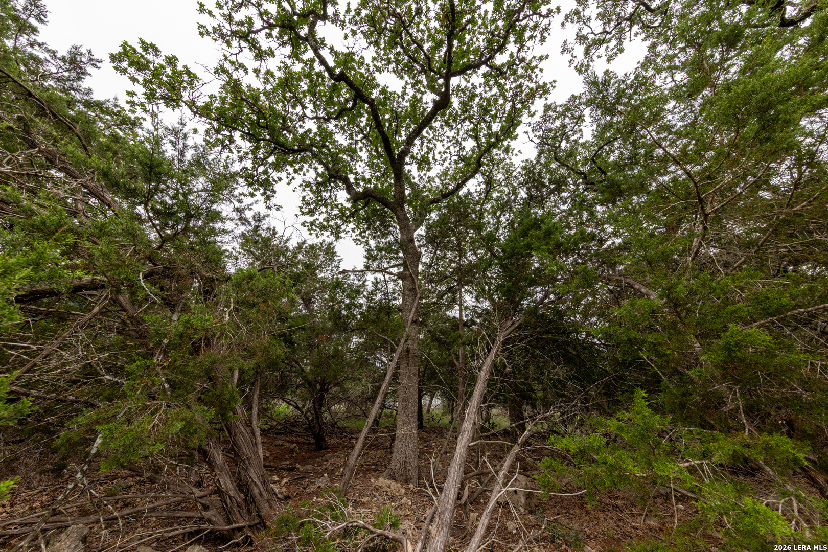 5742 Spring Branch Road Spring Branch, TX 78070 - Photo 9 of 39 a view of a forest