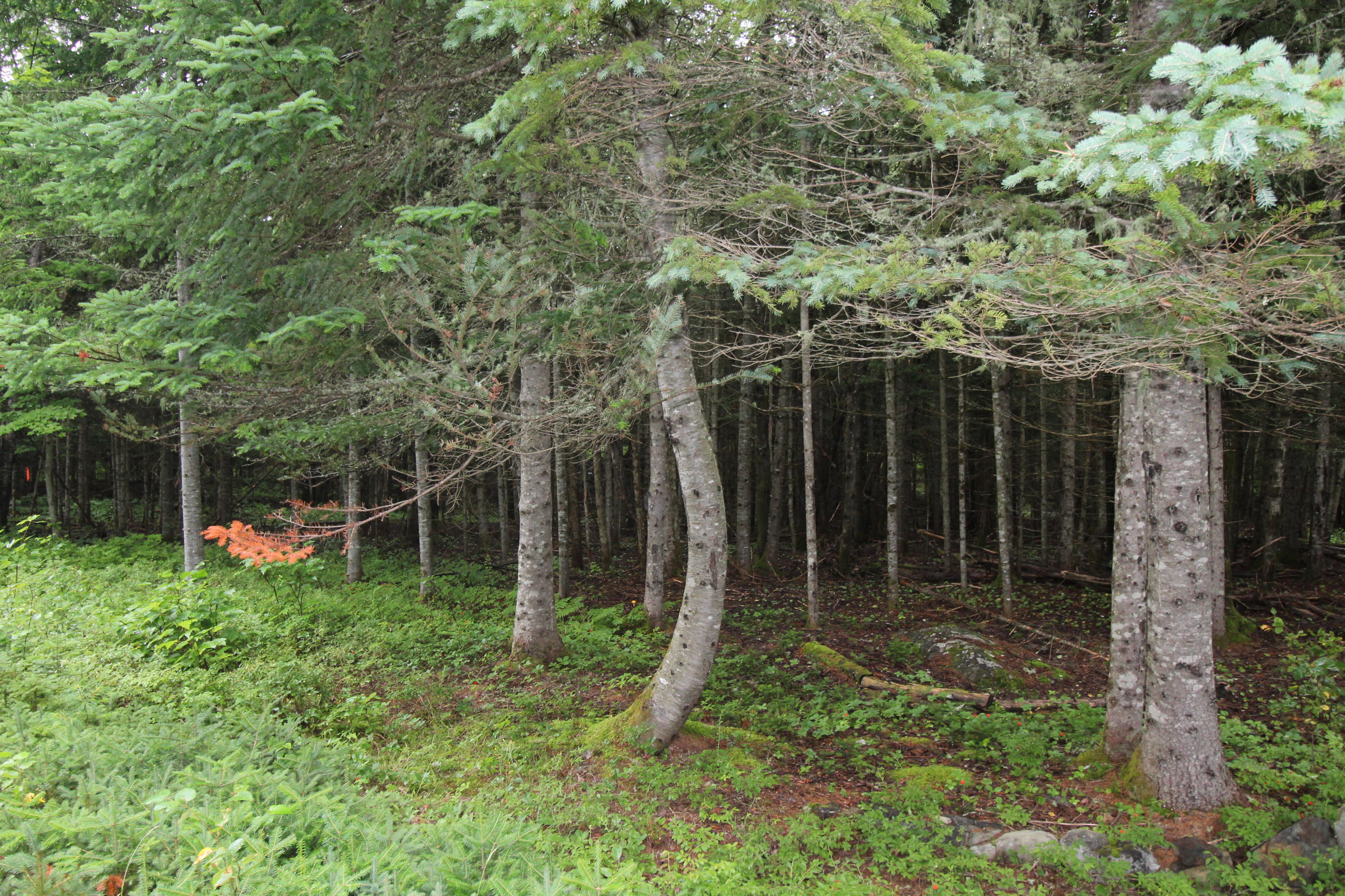 Lot 66-7 Deer Meadow Rangeley, ME 04970 - Photo 2 of 6 IMG_0389