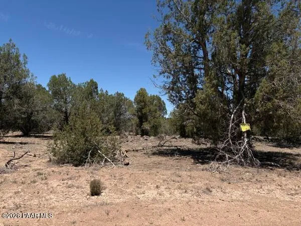 a view of dirt yard with a tree