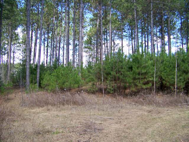 On Towering Pines Lane Rhinelander, WI 54501 - Photo 7 of 16 Gallery Image 7