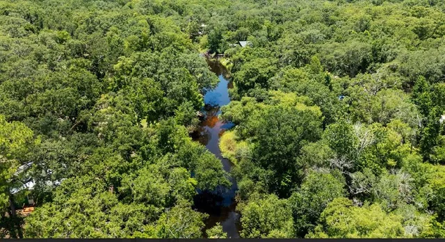 a view of a lush green forest