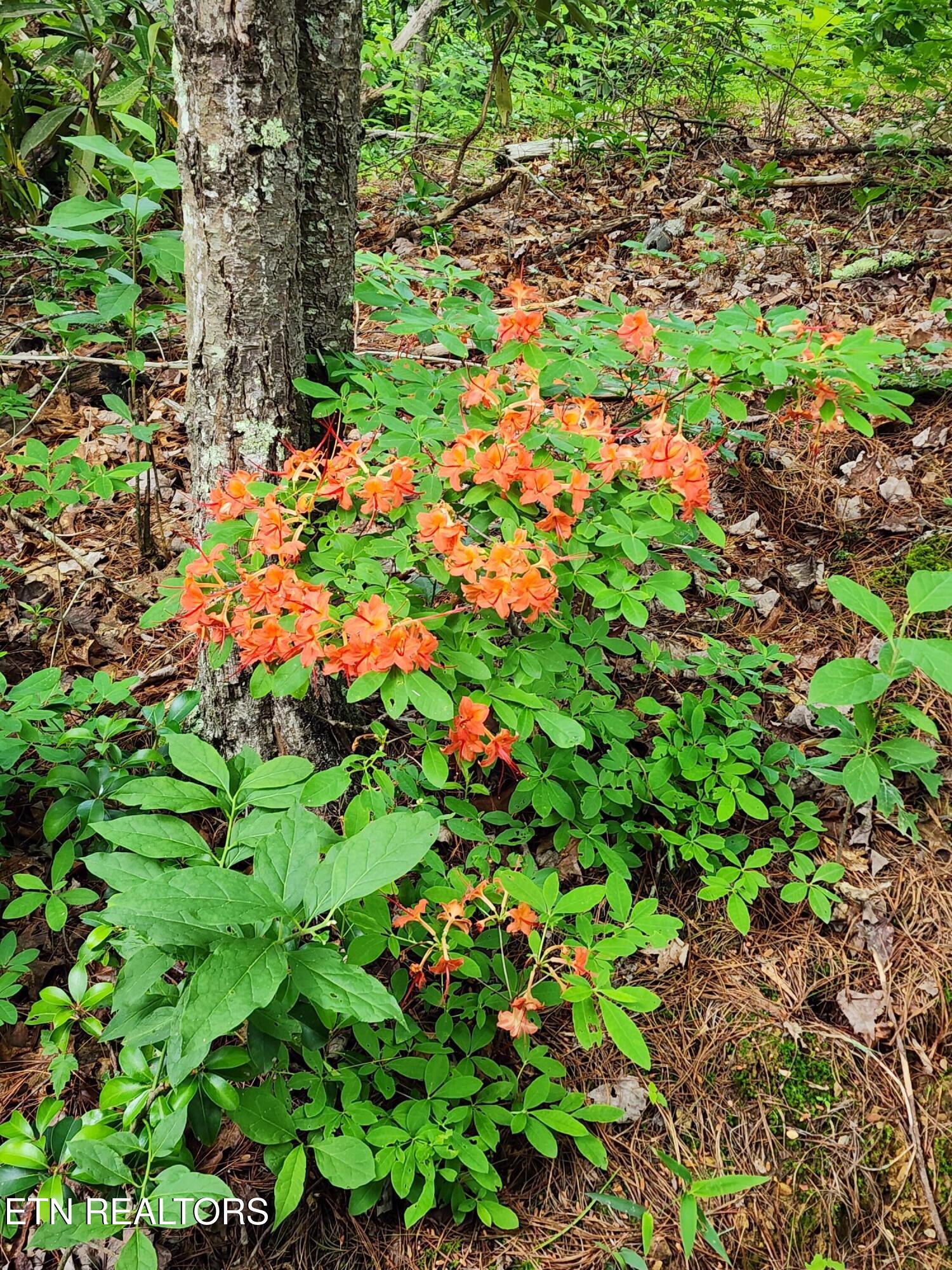 2000 East Millers Cove Road Walland, TN 37886 - Photo 34 of 60 Abundant Flora and Fauna
