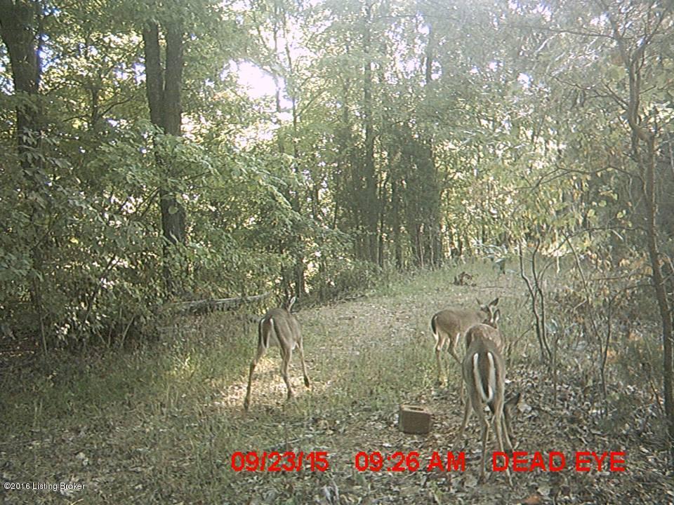 4981 Knob Creek Road Brooks, KY 40109 - Photo 3 of 25 13228064_10209724631456424_1866237952_n