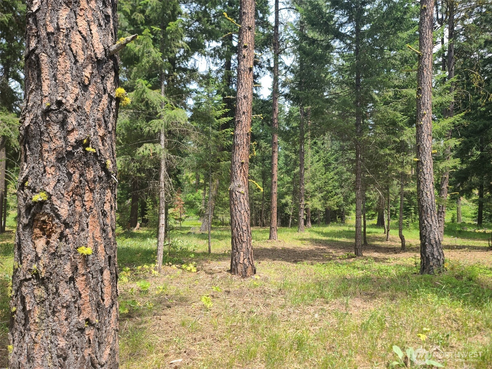 53 Wanawish Loop Ronald, WA 98940 - Photo 3 of 7 a view of outdoor space with trees