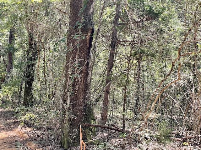 71290 Ralph Gantt Road Little River, AL 36550 - Photo 25 of 31