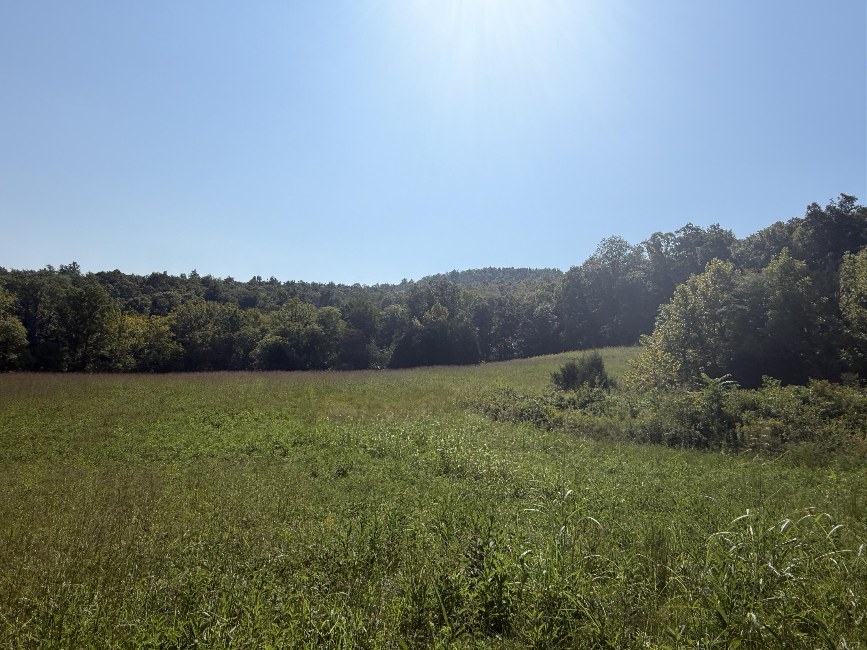 0 Phillips Hollow Road Monticello, KY 42633 - Photo 14 of 21 IMG_0609