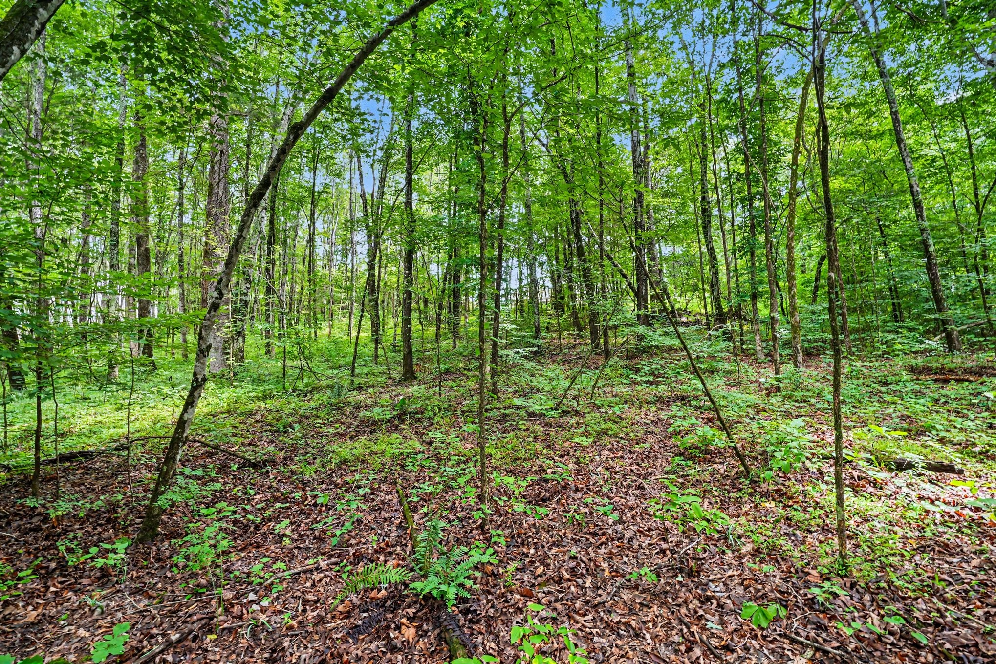 1415 Southside Road Southside, TN 37171 - Photo 30 of 35 a view of lush green forest