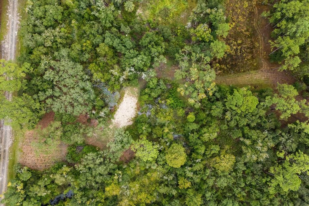 Creekstone Street Webster, FL 33597 - Photo 12 of 19 a view of a lush green forest