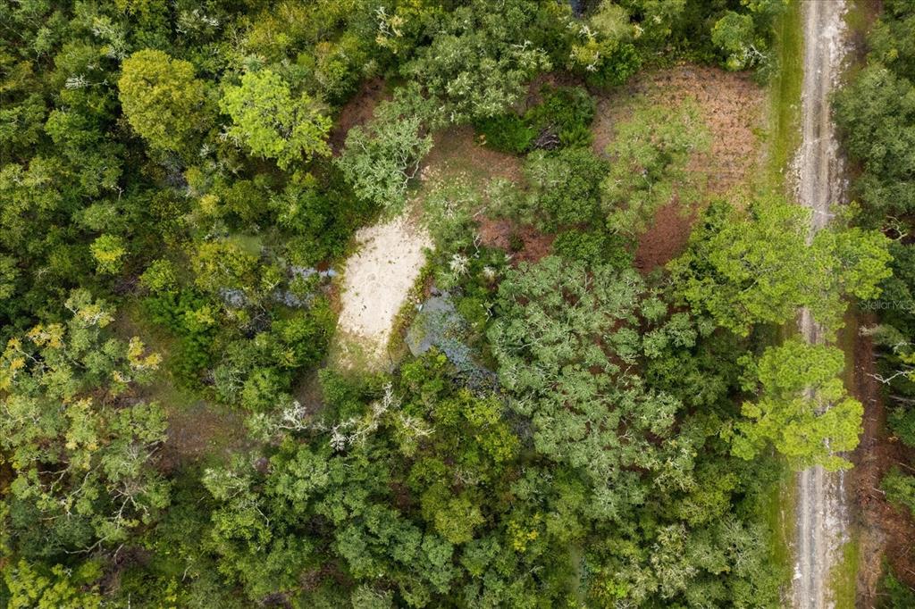 Creekstone Street Webster, FL 33597 - Photo 13 of 19 a view of a tree in a yard