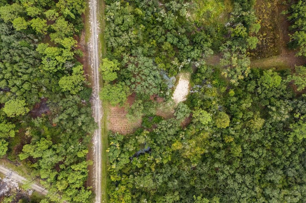 Creekstone Street Webster, FL 33597 - Photo 14 of 19 a view of a yard with plants
